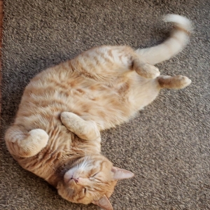 adoptable Cat in Unknown,  named Benji
