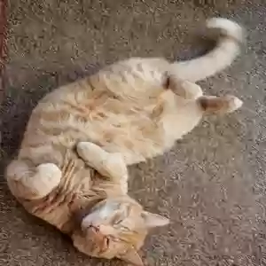 adoptable Cat in Unknown,  named Benji
