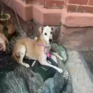 adoptable Dog in Brooklyn, NY named Unknown