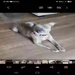 /images/pets/original/2187347_actual_one.webp