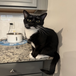 adoptable Cat in Clayton, NC named Mac