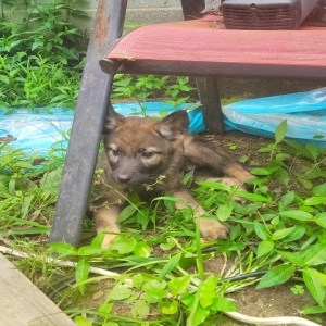 adoptable Dog in Connellys Springs, NC named Apollo