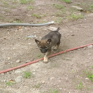 /images/pets/original/2187352_actual_two.webp