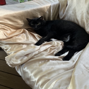 adoptable Cat in Spotsylvania, VA named Ink