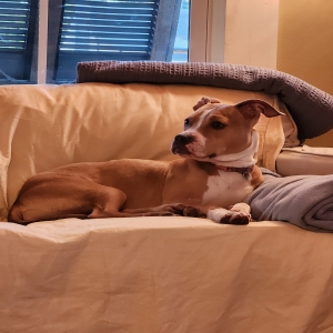 adoptable Dog in Wilmington, NC named Mocha
