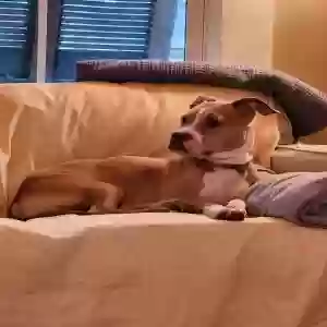 adoptable Dog in Wilmington, NC named Mocha