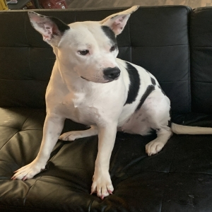 adoptable Dog in Dothan, AL named Queen