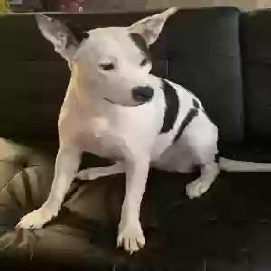 adoptable Dog in Dothan, AL named Queen