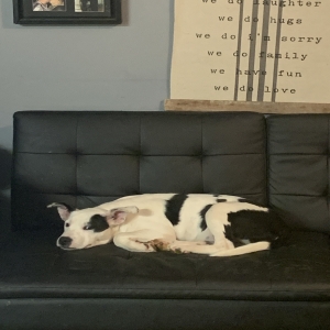 /images/pets/original/2187434_actual_three.webp