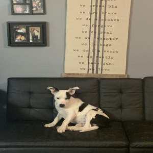 /images/pets/original/2187434_actual_two.webp