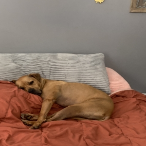 adoptable Dog in Dothan, AL named Bunny