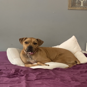 /images/pets/original/2187441_actual_two.webp