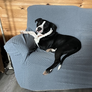 adoptable Dog in Hasty, AR named Andy
