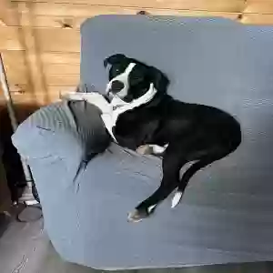 adoptable Dog in Hasty, AR named Andy