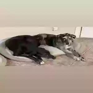 adoptable Dog in Splendora, TX named Cookie and Cane
