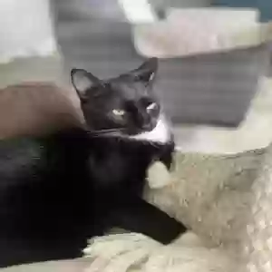 /images/pets/original/2187464_56334_IMG_7353.webp