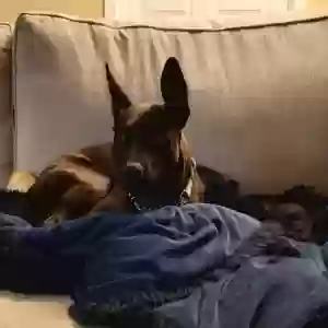 adoptable Dog in Portland, OR named Sydney