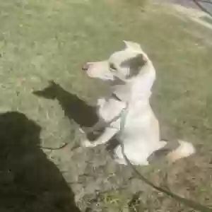 adoptable Dog in Saint Marys, KS named Dexter