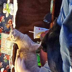 /images/pets/original/70728_42440_20191229_215353.webp