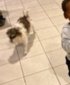 /lostandfound/images/lnfpets/original/100784_tphoto.jpg