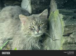 /lostandfound/images/lnfpets/original/104495_tphoto.jpeg