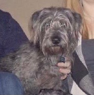 /lostandfound/images/lnfpets/original/105571_tphoto.jpg
