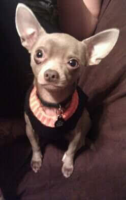 /lostandfound/images/lnfpets/original/105886_tphoto.jpg
