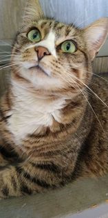 /lostandfound/images/lnfpets/original/106338_tphoto.jpg