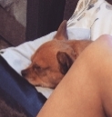 /lostandfound/images/lnfpets/original/111207_tphoto.jpg