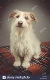 /lostandfound/images/lnfpets/original/111841_tphoto.jpeg