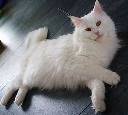 /lostandfound/images/lnfpets/original/112880_tphoto.jpg
