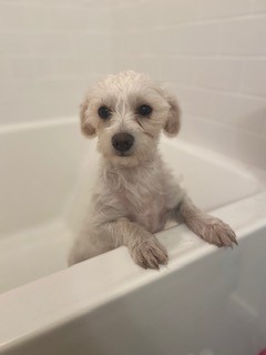 /lostandfound/images/lnfpets/original/114054_tphoto.jpg