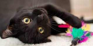 /lostandfound/images/lnfpets/original/114479_tphoto.jpg