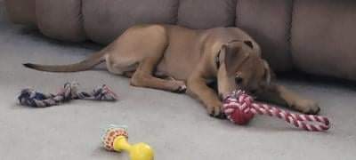 /lostandfound/images/lnfpets/original/117554_tphoto.jpg