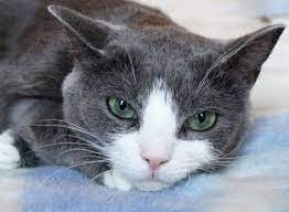 /lostandfound/images/lnfpets/original/123698_tphoto.jpeg
