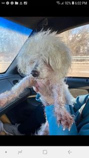 /lostandfound/images/lnfpets/original/125250_tphoto.jpg