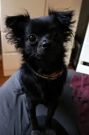 /lostandfound/images/lnfpets/original/127008_tphoto.jpeg