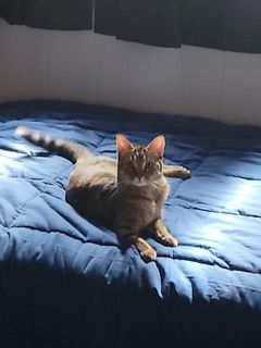 /lostandfound/images/lnfpets/original/131501_tphoto.jpg