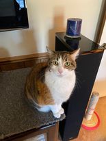 /lostandfound/images/lnfpets/original/132456_tphoto.jpg