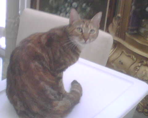 /lostandfound/images/lnfpets/original/134058_tphoto.jpg
