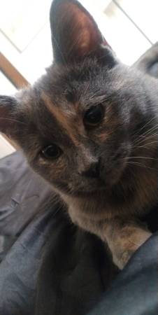 /lostandfound/images/lnfpets/original/150977_tphoto.jpg