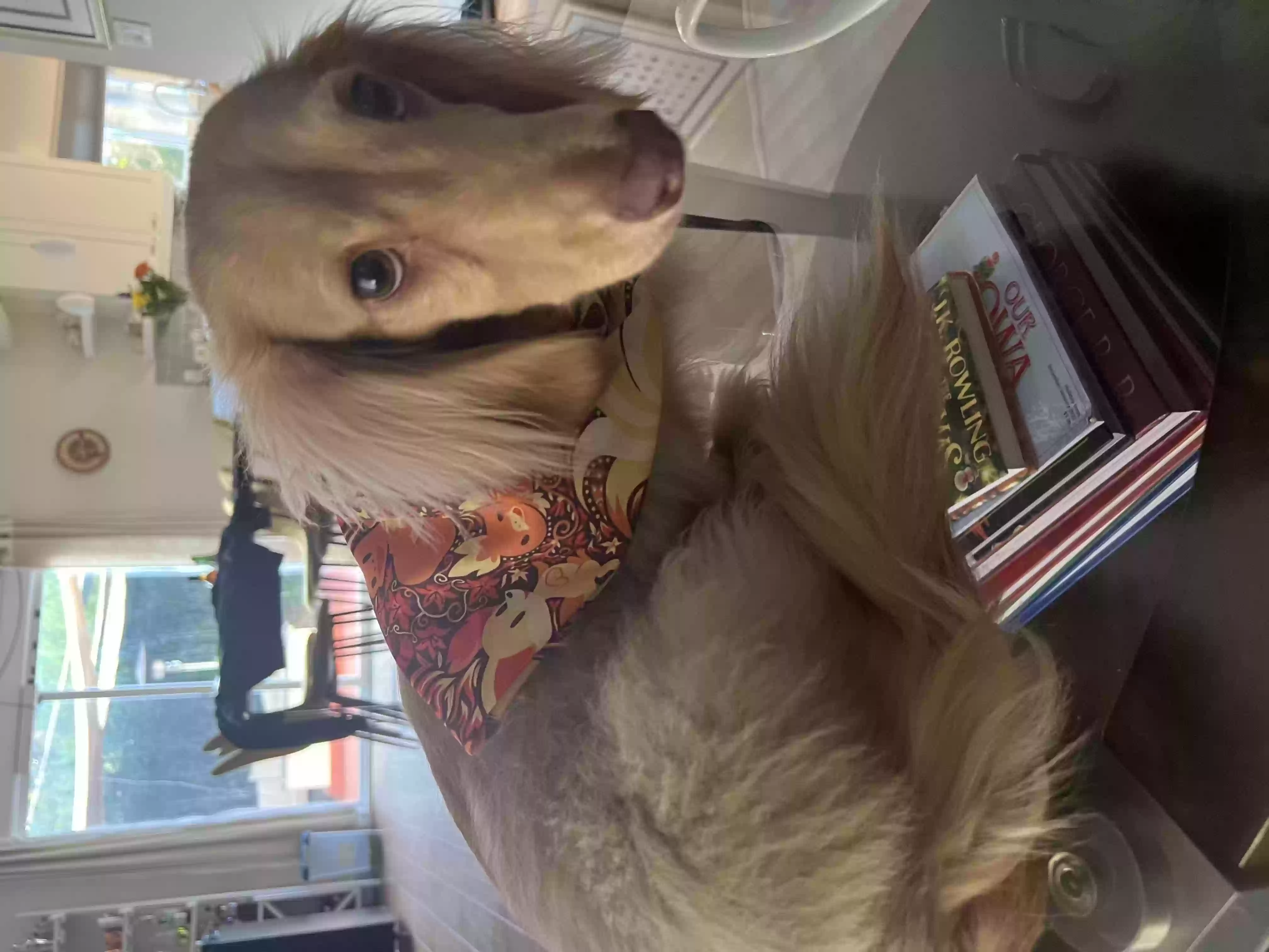 /lostandfound/images/lnfpets/original/155486_photo.webp