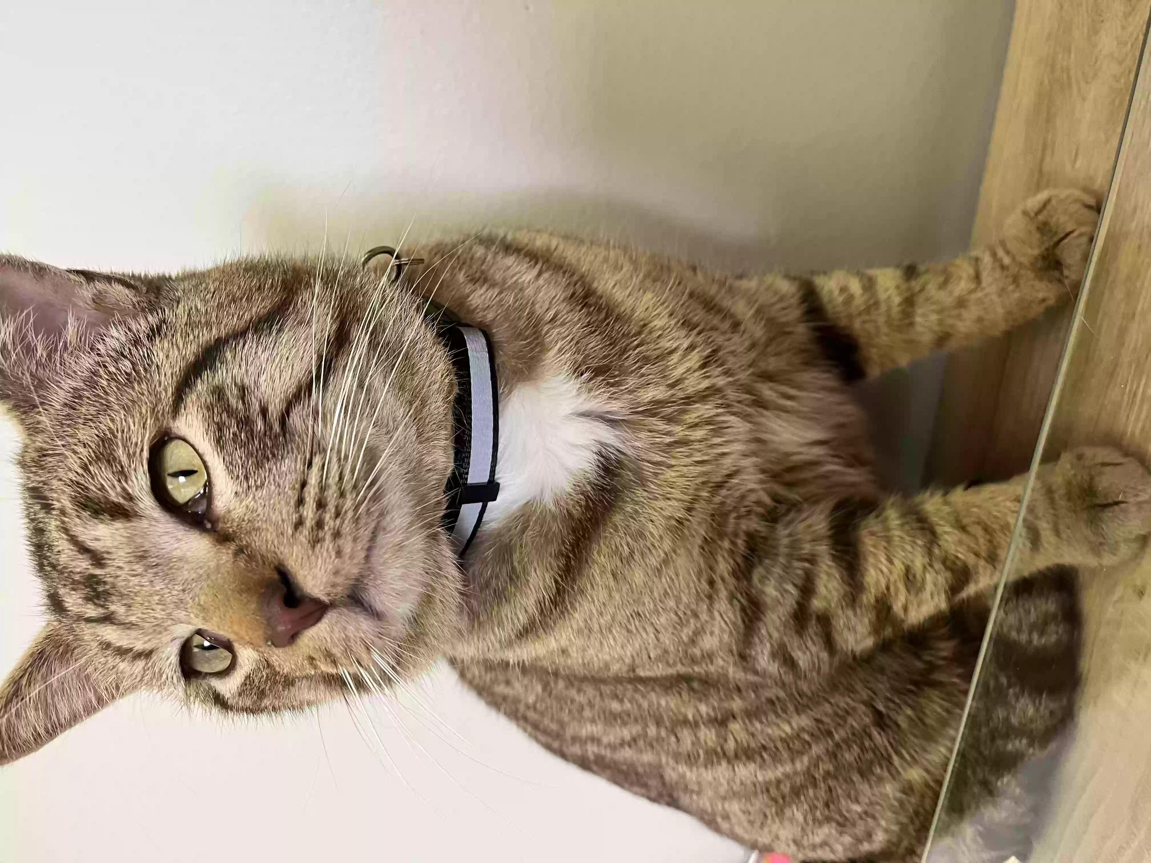 /lostandfound/images/lnfpets/original/155493_photo.webp