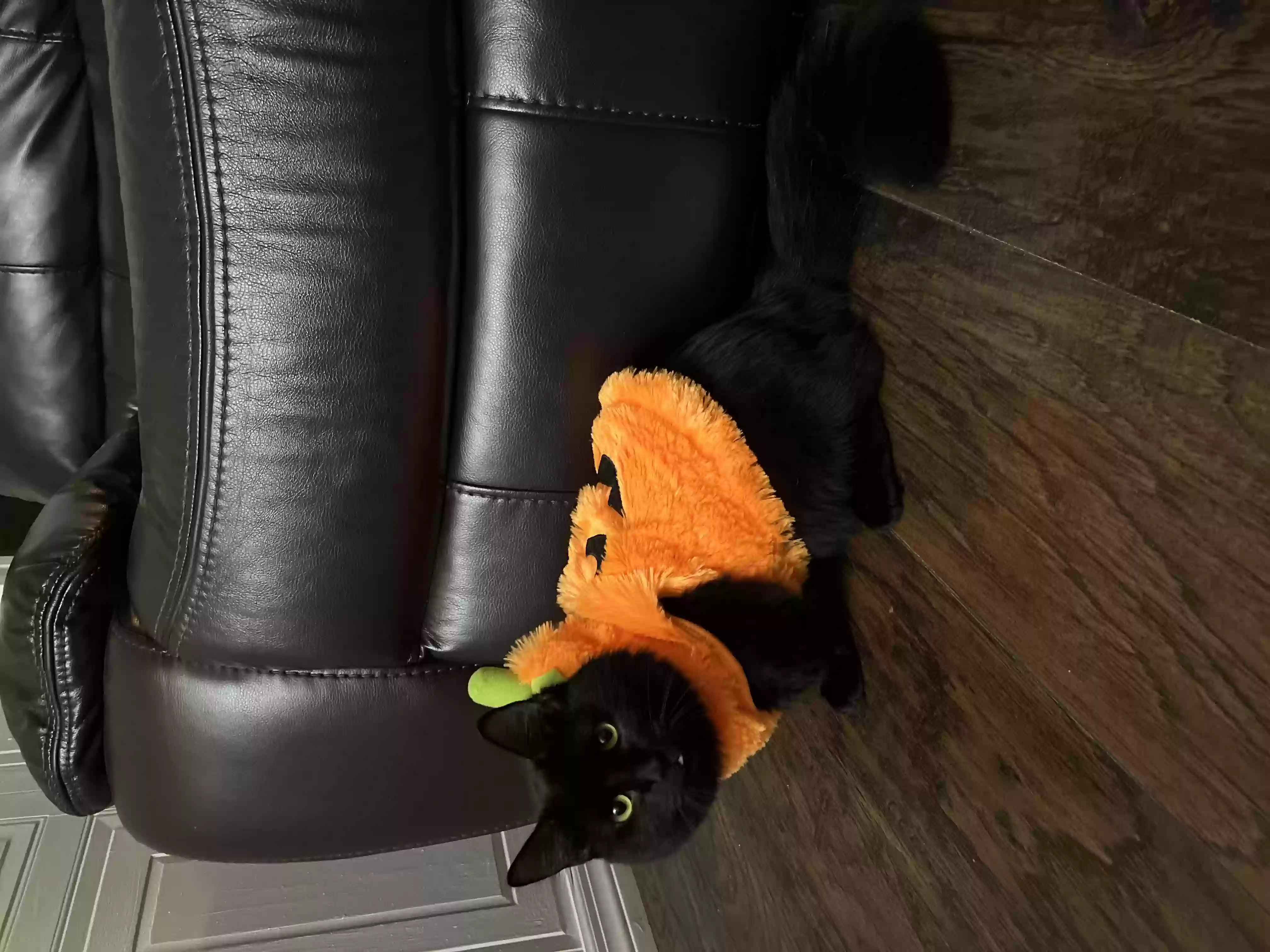/lostandfound/images/lnfpets/original/155609_photo.webp