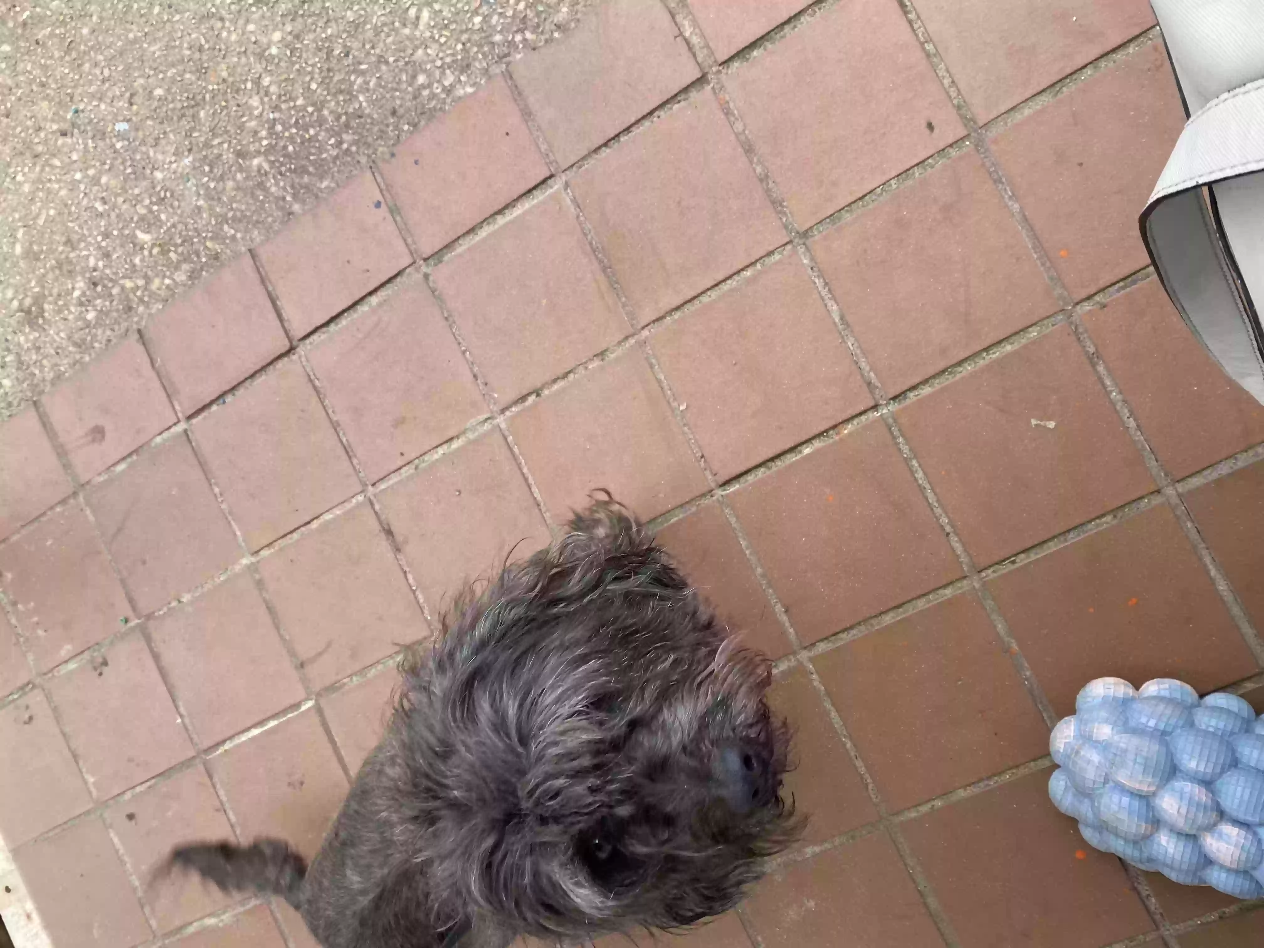 /lostandfound/images/lnfpets/original/155754_photo.webp