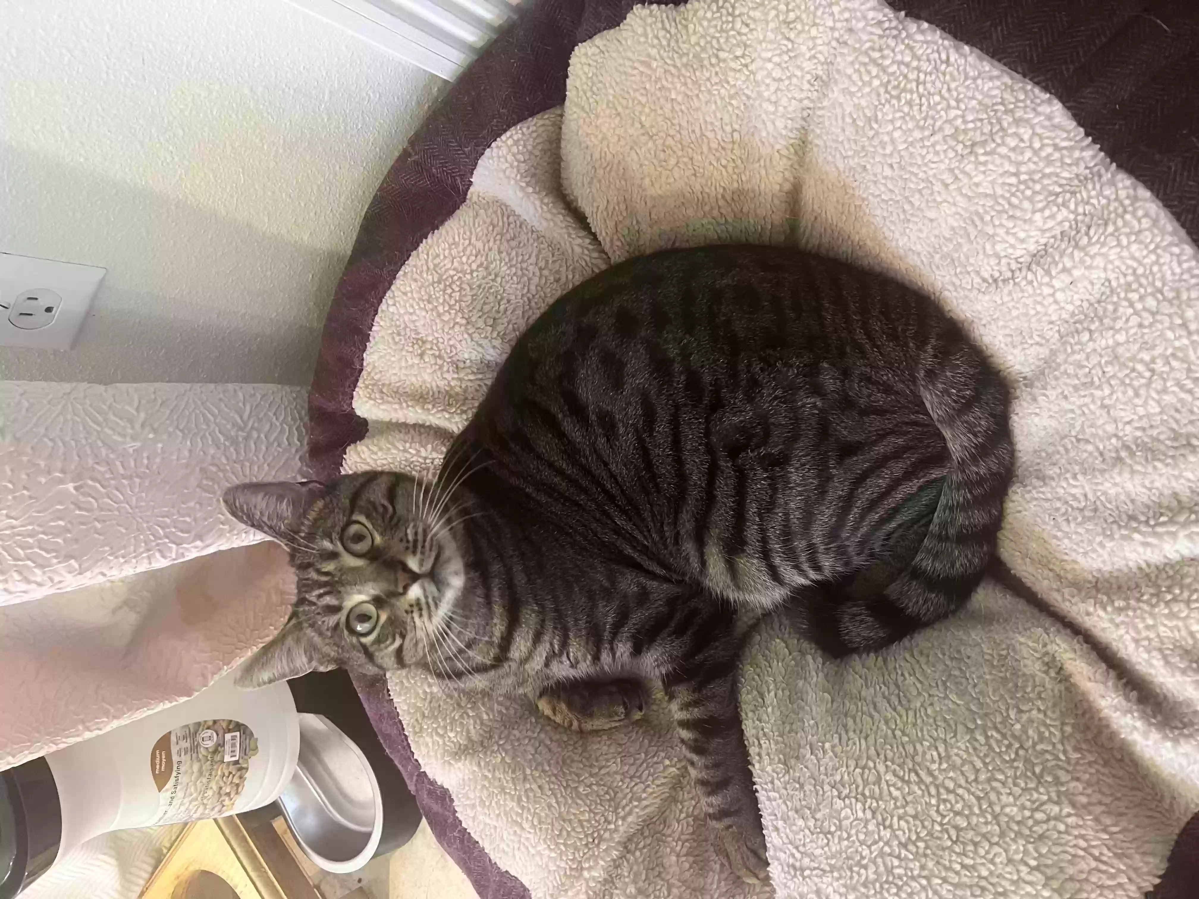 /lostandfound/images/lnfpets/original/155767_photo.webp
