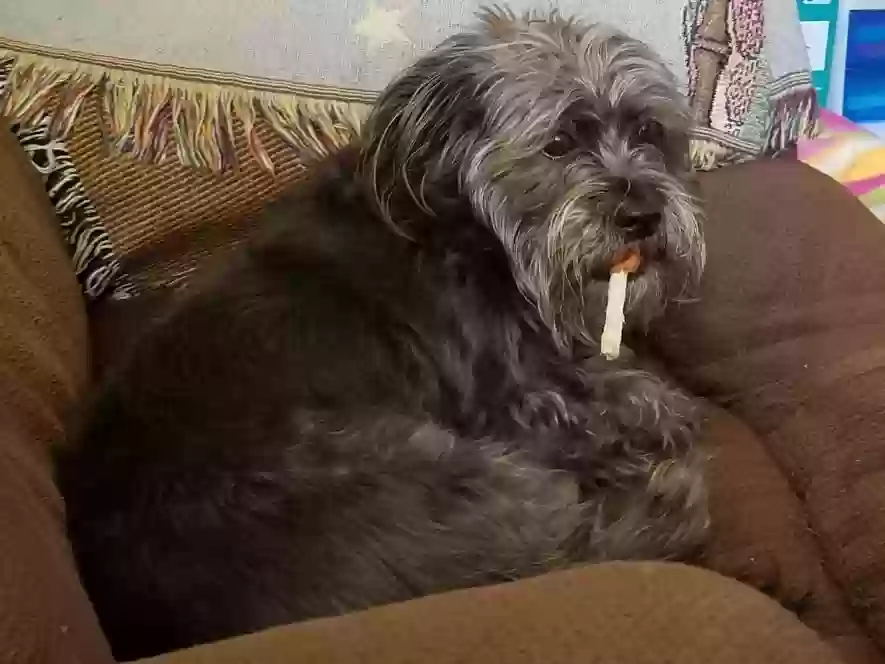 /lostandfound/images/lnfpets/original/155775_photo.webp