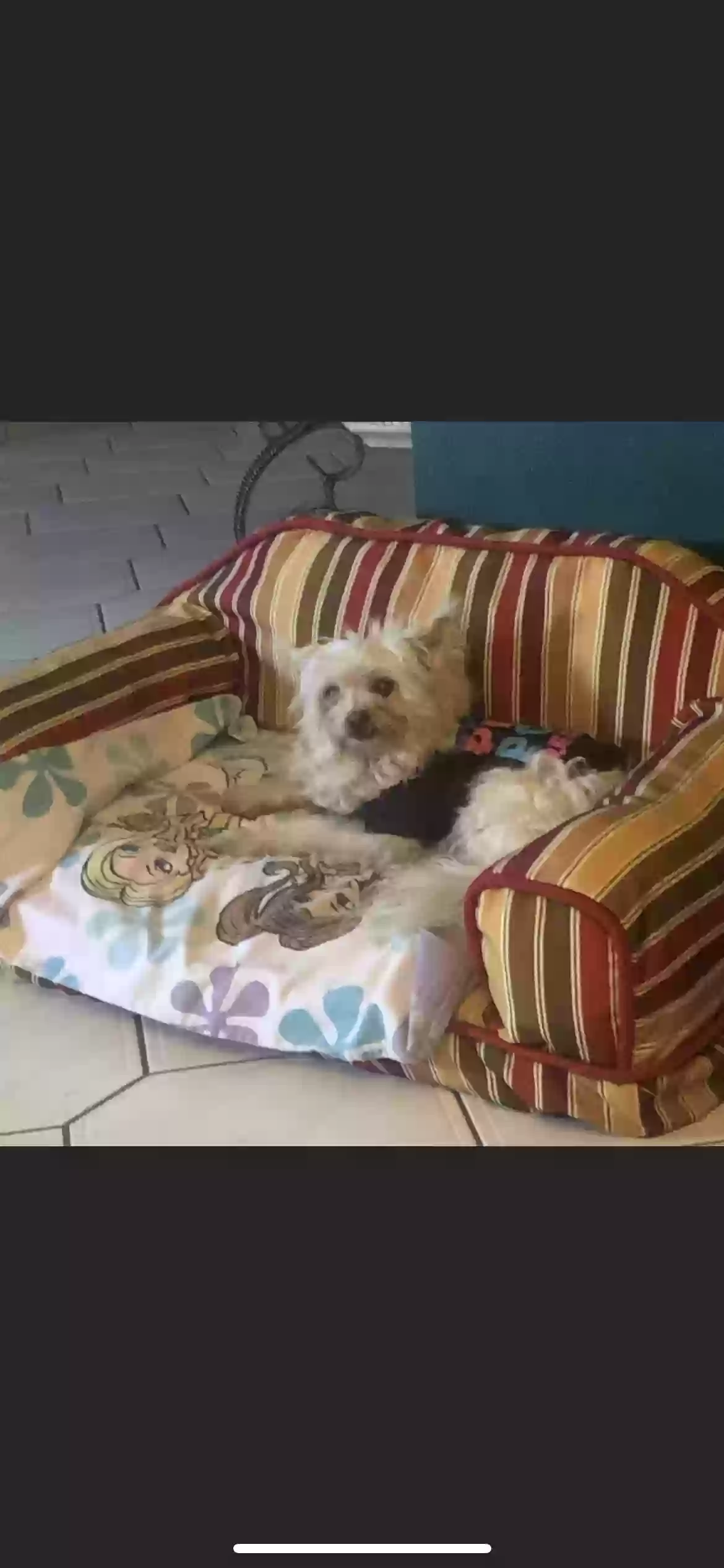 /lostandfound/images/lnfpets/original/155790_photo.webp
