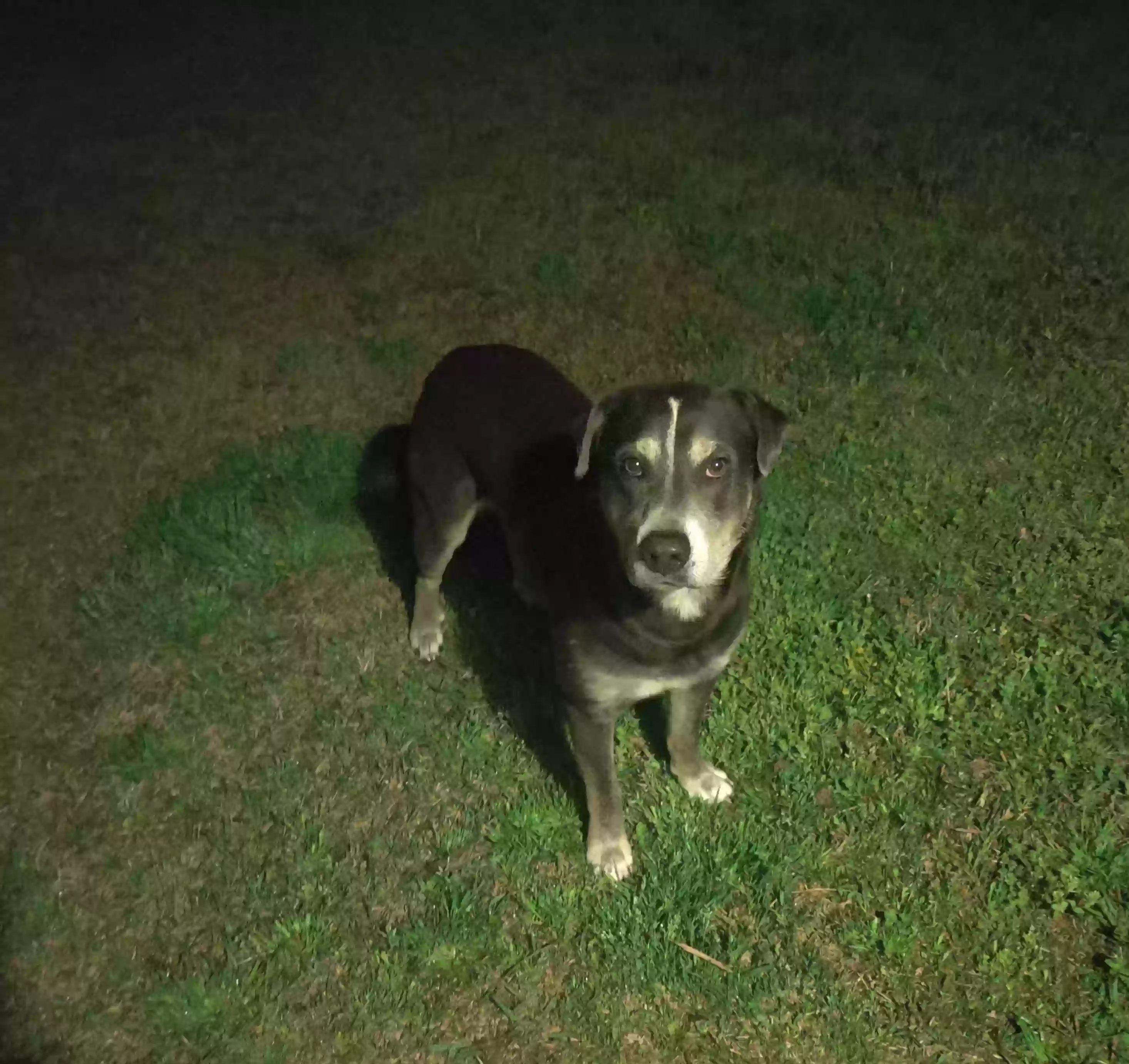 /lostandfound/images/lnfpets/original/155893_photo.webp