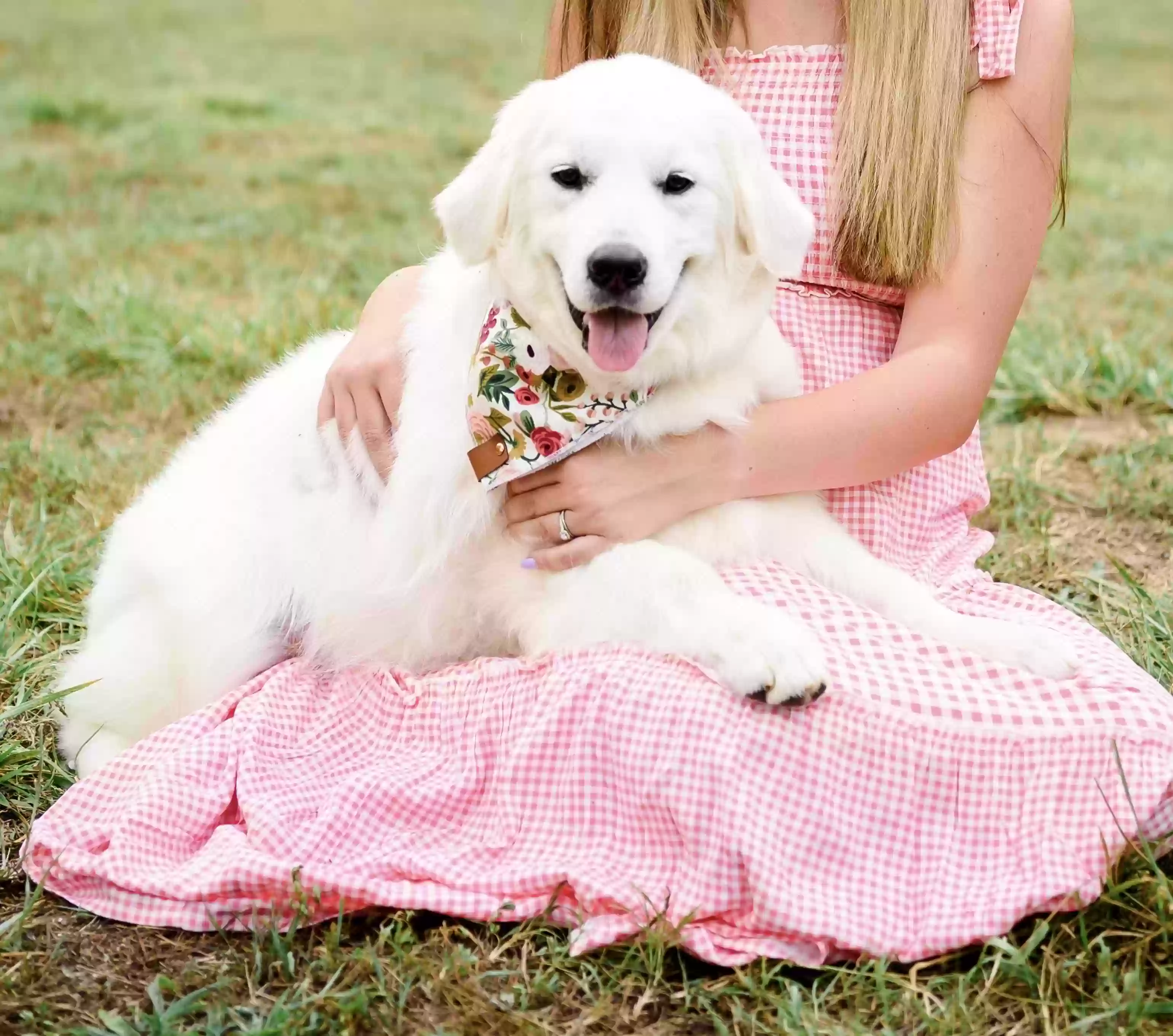 /lostandfound/images/lnfpets/original/156766_photo.webp